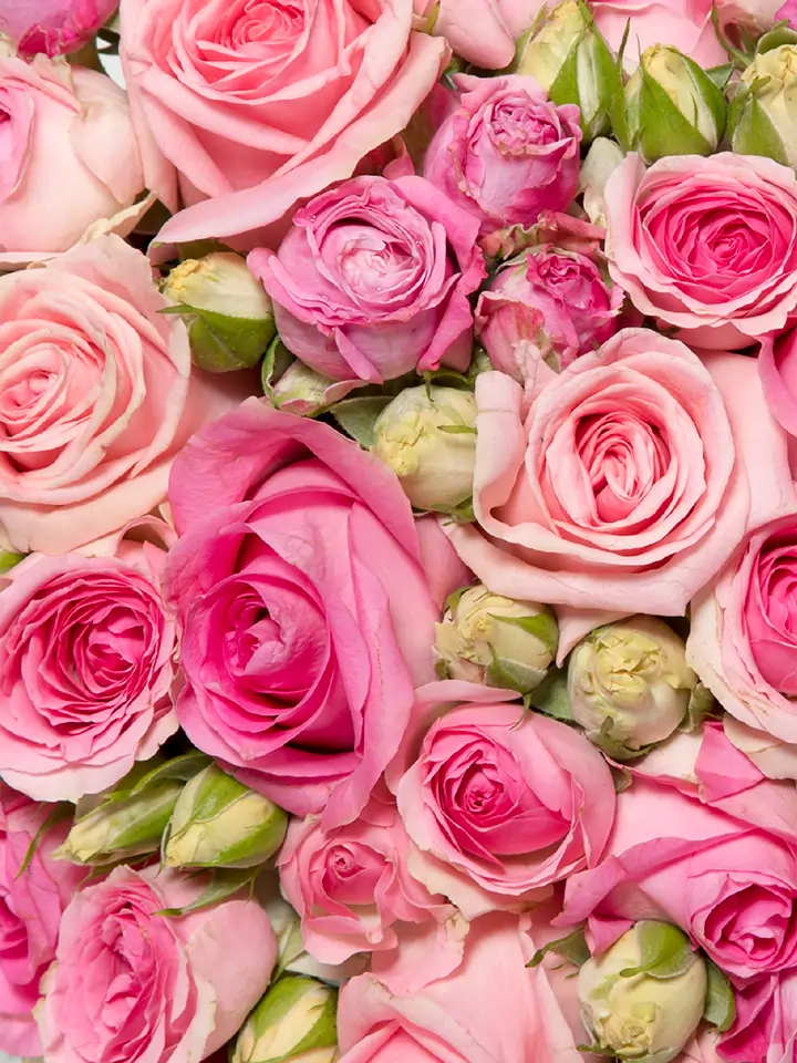 Cuore di rose rosa dettagli